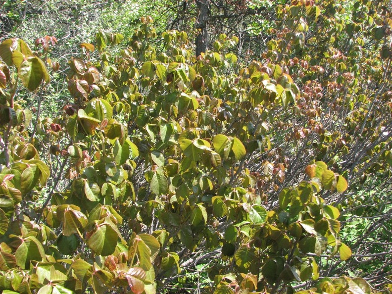 Poison Oak just leafing out in the spring. Some of the sprigs are in the trail Rowena Plateau Trail.