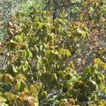 Poison Oak just leafing out in the spring. Some of the sprigs are in the trail Rowena Plateau Trail.