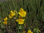 One area near the second pond sports a bit of Mimulus or Monkeyflower.