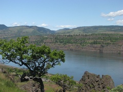 Looking Northwest from the Rowena Plateau Trail across the Columbia River towards Washington. This is near the turn-around point of the trail.
