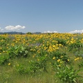 Balsamroot and Lupine in full flower on the Tom McCall Point Trail.