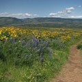 Balsamroot and Lupine in full flower on the Tom McCall Point Trail. The fist part of the trail pretty level and follows an old road.