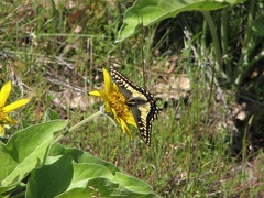 Butterflies enjoy the flowers in the meadows. This Swallowtail butterfly is sampling a balsamroot flower.