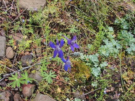 Larkspur and sedum growing along the trail.