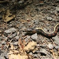 A closeup of a Garter snake on the trail which has become immobile.