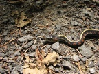 A closeup of a Garter snake on the trail which has become immobile.
