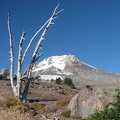 Trees struggle to survive on the slopes of Mt. Hood. This is just above Timberline Lodge.