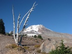 Trees struggle to survive on the slopes of Mt. Hood. This is just above Timberline Lodge.