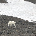 A mountain goat browses on the sparse plants at Lunch Counter at 9,500 feet in elevation.