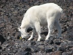 A mountain goat casually browses on the sparse plants at Lunch Counter at 9,500 feet in elevation. Once it ate the flowers, it dug up more of the plant to eat.