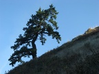 A lone tree survives at the edge of Starvation Ridge.