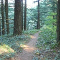 The Starvation Ridge Trail climbs through a pleasant second-growth forest.
