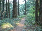 The Starvation Ridge Trail climbs through a pleasant second-growth forest.