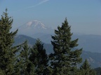 Mt. Adams towers above the landscape along the Starvation Ridge Trail.