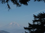 Mt. Adams disappears into the trees along the Starvation Ridge Trail.