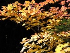 Vine Maple takes on fall colors near Warren Lake on Mitchell Point Trail.