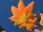 An azure sky provides a backdrop for Vine Maple leaves near Warren Lake on Mitchell Point Trail.