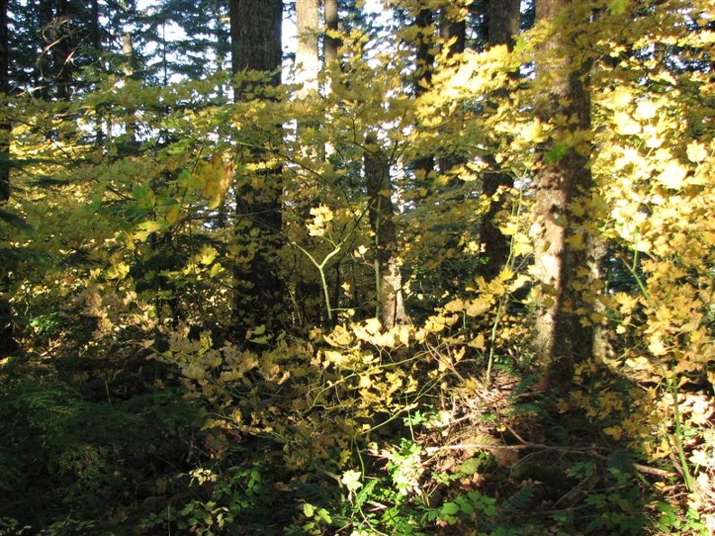 The yellow leaves of Vine Maples are lit by the afternoon sun along the Mt. Defiance Trail.