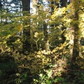 The yellow leaves of Vine Maples are lit by the afternoon sun along the Mt. Defiance Trail.
