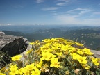 Bushes of yellow Cinquefoil (Latin name: Potentilla) dot the mountainside around the Mt. Fremont lookout.