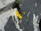 A yellow Aster is able to eke out a place in the rocks near the Mt. Fremont lookout at Mt. Rainier National Park.