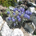 A dwarf lupine is able to survive among the rocks near the Mt. Fremont lookout at Mt. Rainier National Park.