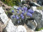 A dwarf lupine is able to survive among the rocks near the Mt. Fremont lookout at Mt. Rainier National Park.