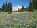 A meadow of Lupines at Paradise Meadows on Mt. Hood.