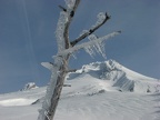 Clear rime ice coats many of the trees near Timberline Lodge