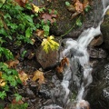 A few small streams cross trail #400 between Multnomah Falls and Oneonta Creek.