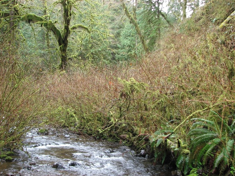 Munson Creek is a small, shallow stream. It seems amazing that a good-sized waterfall can fit into such a small stream.