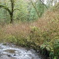 Munson Creek is a small, shallow stream. It seems amazing that a good-sized waterfall can fit into such a small stream.