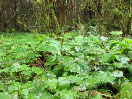 Piggyback Plant or Thousand Mothers, (Latin name: Tolmiea menziesii) carpets the ground along the Munson Creek Falls Trail.