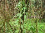 Licorice fern (Latin name: Polypodium glycyrrhizais) growing on a small tree. Licorice fern is named because of the sweet, licorice-flavored rhizomes. 