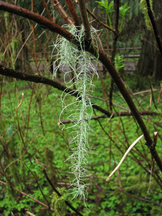 A lichen or other epiphyte growing in the shrubs along the Munson Creek Falls trail.