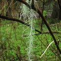 A lichen or other epiphyte growing in the shrubs along the Munson Creek Falls trail.