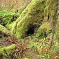 Bryophyte mosses grow lush near Munson Creek Falls.