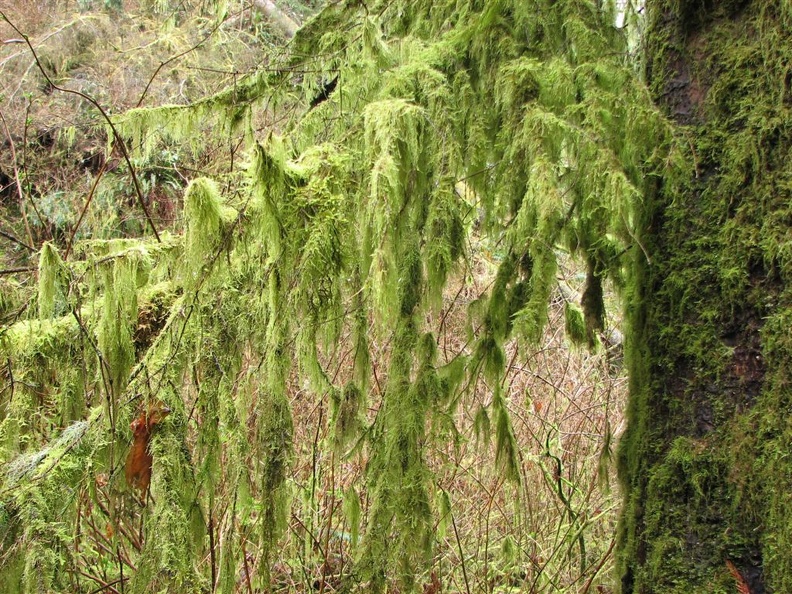 Bryophyte mosses grow lush near Munson Creek Falls.