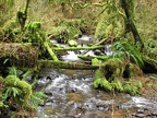 Bryophyte mosses grow lush along Munson Creek.