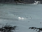 Surfers in the ocean at Oswald West State Park. This view is near the beginning of the lower Neahkahnie Mountain Trail.