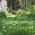 English Daisies dot the lawn at Oswald West State Park.