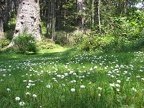 English Daisies dot the lawn at Oswald West State Park.