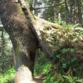 A tree tunnel at Oswald West State Park. This is near the beginning of the lower Neahkahnie Mountain Trail.