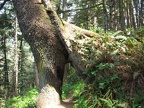 A tree tunnel at Oswald West State Park. This is near the beginning of the lower Neahkahnie Mountain Trail.