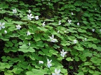 White flowers in bloom on Apple Clover, Wood Sorrel, or Sour Apple, (Latin name: Oxalis oregana) on the Neahkahnie Mountain Trail, Oregon. The leaves of this plant are edible, but contain Oxalic acid which can upset some people's stomachs. This plant is t