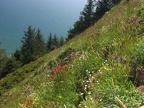 Looking down at the Pacific Ocean from Neahkahnie Mountain.