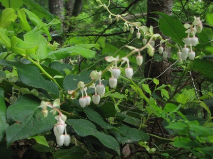 Salal flowering in the spring