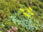 Sedum along the Nesmith Point Trail