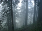 Morning fog on the Nesmith Point Trail