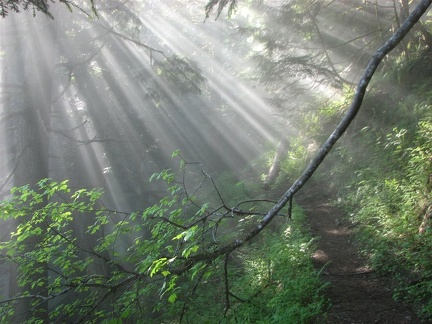 Sunshine burning off the morning fog on the Nesmith Point Trail